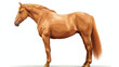 Vector Beautiful Realistic Flaxen Chestnut Horse Isolated