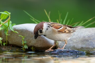 Poster -  Tree sparrow on a stone at a bird water hole. Czechia