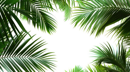 
Green Leaves Of Palm Tree Isolated On Transparent Background. Transparent Background: Green Palm Tree Leaves. Palm Tree Leaves Transparent Isolation.