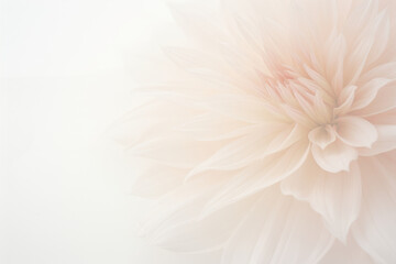 Poster - A stunning close up of a large flower against a clean white background, showcasing intricate details and vibrant colors