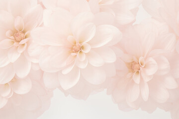 Wall Mural - A close-up view of delicate pink flowers blossoming against a pristine white backdrop, radiating beauty and grace