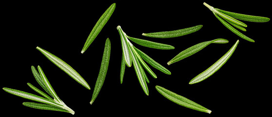 Rosemary leaves isolated on black background