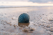Solitary Blue Shell On The Wet Sandy Beach As The Tide Recedes