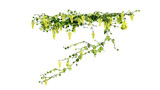 Fototapeta Sawanna - Plant and flower vine green ivy leaves tropic hanging, climbing isolated on transparent background.