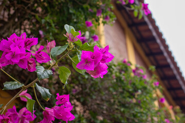 Wall Mural - flor primavera, Bougainvillea