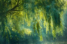 Enchanting Sunrays Filtering Through The Lush Canopy Of A Weeping Willow Tree
