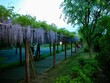 名城公園の藤棚