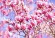Spring delicate magnolia blossom, springtime flowers bloom, pastel and soft pink floral card, selective focus, shallow DOF, toned