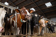 © barmalini - Feeding of cows on organic cheese farm in Netherlands, dutch gouda hard cheese production
