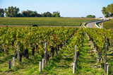 Fototapeta Uliczki - View on green vineyards, wine domain or chateau in Haut-Medoc red wine making region, Bordeaux, left bank of Gironde Estuary, France