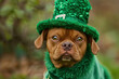 Dog dressed up for St. Patrick's Day