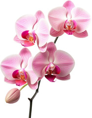 Poster - beautiful orchids flower isolated on white or transparent background,transparency 