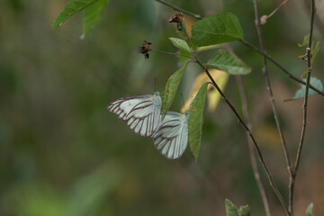 Wall Mural - Butterfly in the shrubs