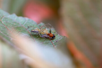 Wall Mural - Spider in Borneo Forest