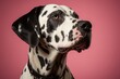 © Anatolii - Close-up portrait capturing the charm of a cute Dalmatian against a soft studio background
