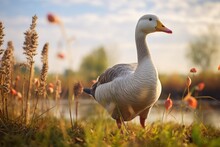 Cute Goose On The Lawn