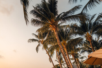 Wall Mural - Coconut trees on the beach in the evening