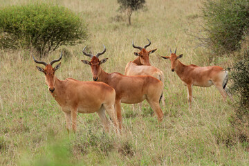 Wall Mural - cokes hartebeest (alcelaphus buselaphus cokii) in natural habitat, nairobi national park, kenya.