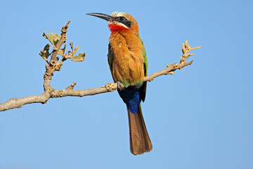 Wall Mural - A white-fronted bee-eater (Merops bullockoides) perched on a branch, Kruger National Park, South Africa.