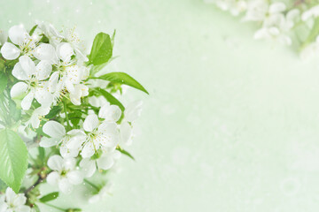 Wall Mural - Spring Easter background. Passover blooming white apple or cherry blossom on green background. Happy Passover background. World environment day. Easter, Birthday, womens day holiday. Top view Mock up.