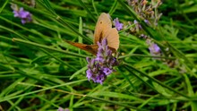 Butterfly Flaps Its Wings On Lavender Flowers.Fragrant Lavender And Insects. Yellow Butterfly On A Purple Flower.Nature Beautiful Background.Pollen Collection Process.