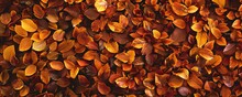 Autumn Leaves A Carpet Of Russet And Gold Seasonal Change In All Its Glory