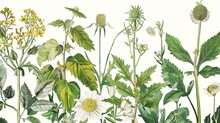 Botanical Illustrations Detailed And Delicate Celebrating The Art Of Natures Flora