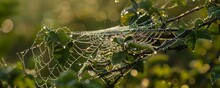 Dewy Spider Webs In Morning Light Natures Jewelry Delicate And Transient Springs Intricate Art