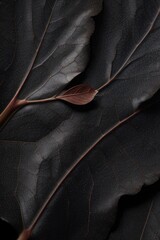 Close-up black leaf texture