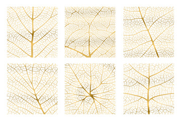 Wall Mural - leaf vein texture abstract background with close up plant leaf cells ornament texture pattern set. g