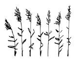 Fototapeta Sypialnia - Simple black outline vector drawing. Reeds, stems, marsh vegetation.