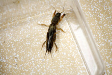 Oriental Mole Cricket (Gryllotalpa Orientalis) Trapped In A Glass Vessel : (pix Sanjiv Shukla)