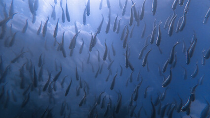 Wall Mural - Underwater photo of school of fish. Yellow Snapper fish. From a scuba dive in the Andaman Sea. Thailand.