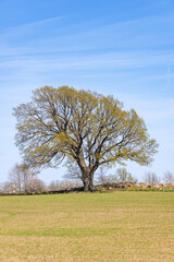 Poster - Single tree at a newly sown field in springtime