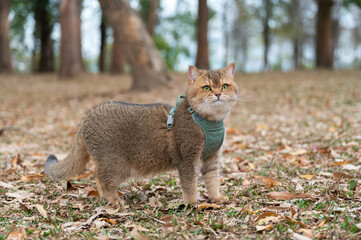 Poster - Yellow British shorthair cat in park grass