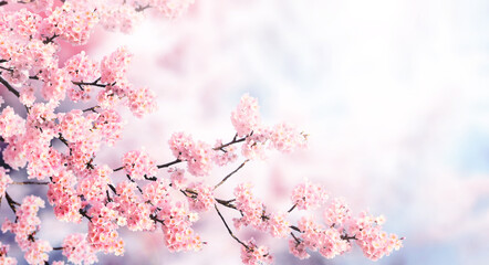 Aufkleber - Horizontal banner with sakura flowers of pink color on misty backdrop. Beautiful nature spring background with a branch of blooming sakura. Sakura blossoming season in Japan