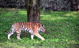 Fototapeta Perspektywa 3d - Beautiful tiger walking in forestland. Wild animal in forest. Tiger going on green grass