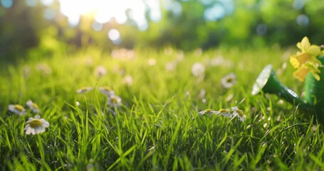 Poster - Daffodil flower in watering can on grass meadow