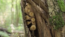 Honey Mushrooms Growing Under Bark On Tree Trunk In Forest.