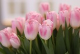Fototapeta Tulipany - Beautiful bouquet of fresh pink tulips on blurred background, closeup
