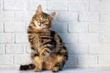 Fototapeta  - The long-haired tabby Norwegian forest cat kitten looks cute.