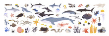 Underwater Animals Set. Different Undersea Fishes, Algaes. Sea Wildlife. Ocean Fauna, Water Nature. Shark, Killer Whale, Octopus, Dolphin. Flat Isolated Vector Illustrations On White Background