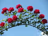 Fototapeta Kosmos - Red roses against blue sky