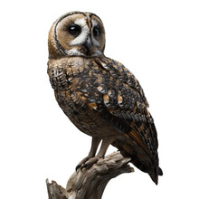 Northern Spotted Owl Isolated On Transparent Background, Png