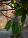 Fototapeta  - Photos of one plumeria flower and green leaves on branch.