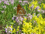 Fototapeta Kosmos - Wildflowers and butterfly