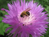 Fototapeta Kosmos - Solitary bee and a cornflower