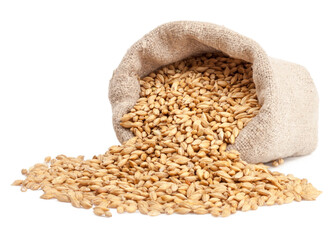 Wall Mural - Barley in bag on white background