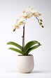 Blooming orchid in ceramic flower pot on white background. Potted exotic house plant, interior detail