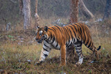 Fototapeta Zwierzęta - Bengal Tiger - Panthera Tigris tigris, beautiful colored large cat from South Asian forests and woodlands, Nagarahole Tiger Reserve, India.